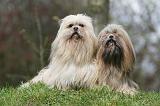 LHASSA APSO 271